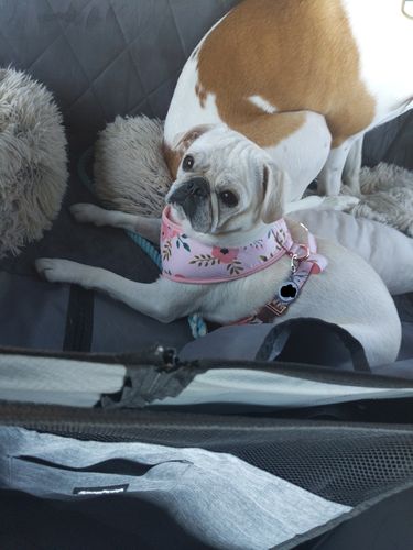 Customer photo review of Watercolor floral dog harness