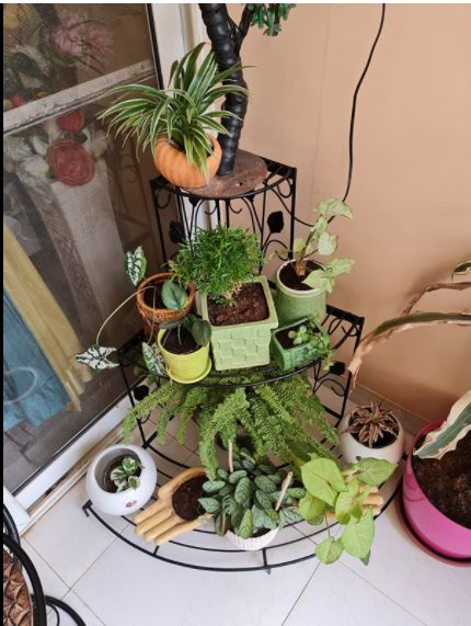 Customer photo review of 3 Tier Plant Stand Floral Corner Shelf Metal Flower Pot