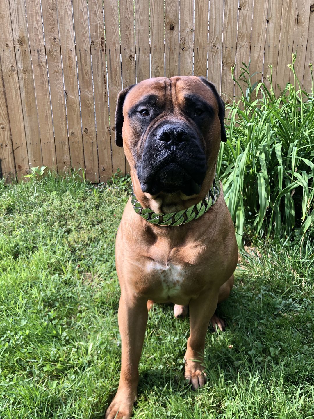 Customer photo review of THE GOLIATH