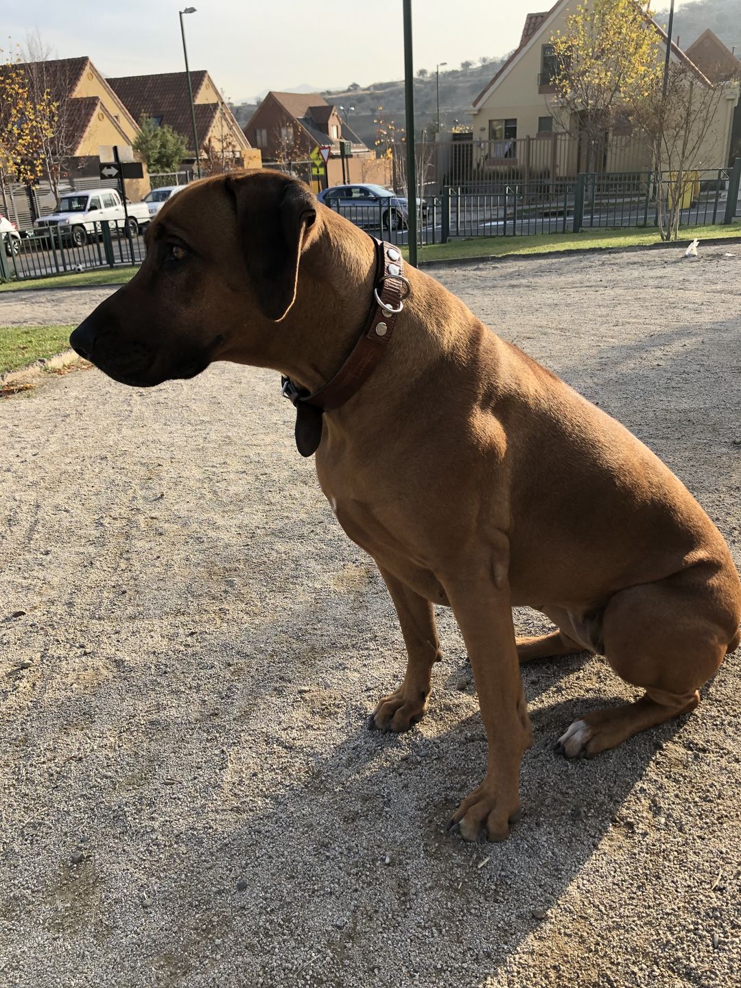 Customer photo review of Collar Duke Marrón Corrugado Envejecido/Marrón Corrugado Envejecido