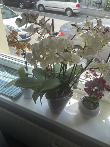 Customer photo review of Spar Paket: 3er Set Two of Us mit weißen Blüten inkl. Versand und 1 Flasche Dünger