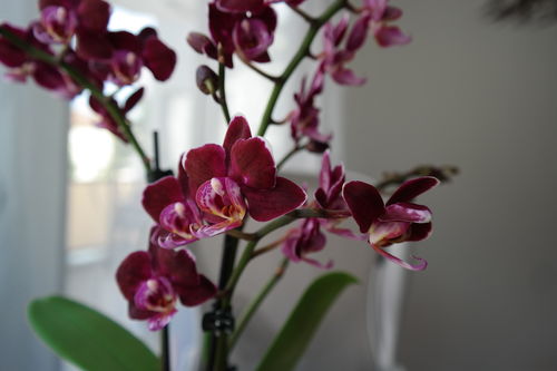 Customer photo review of Table Dance - Aliyah Black mit 2 Stielen