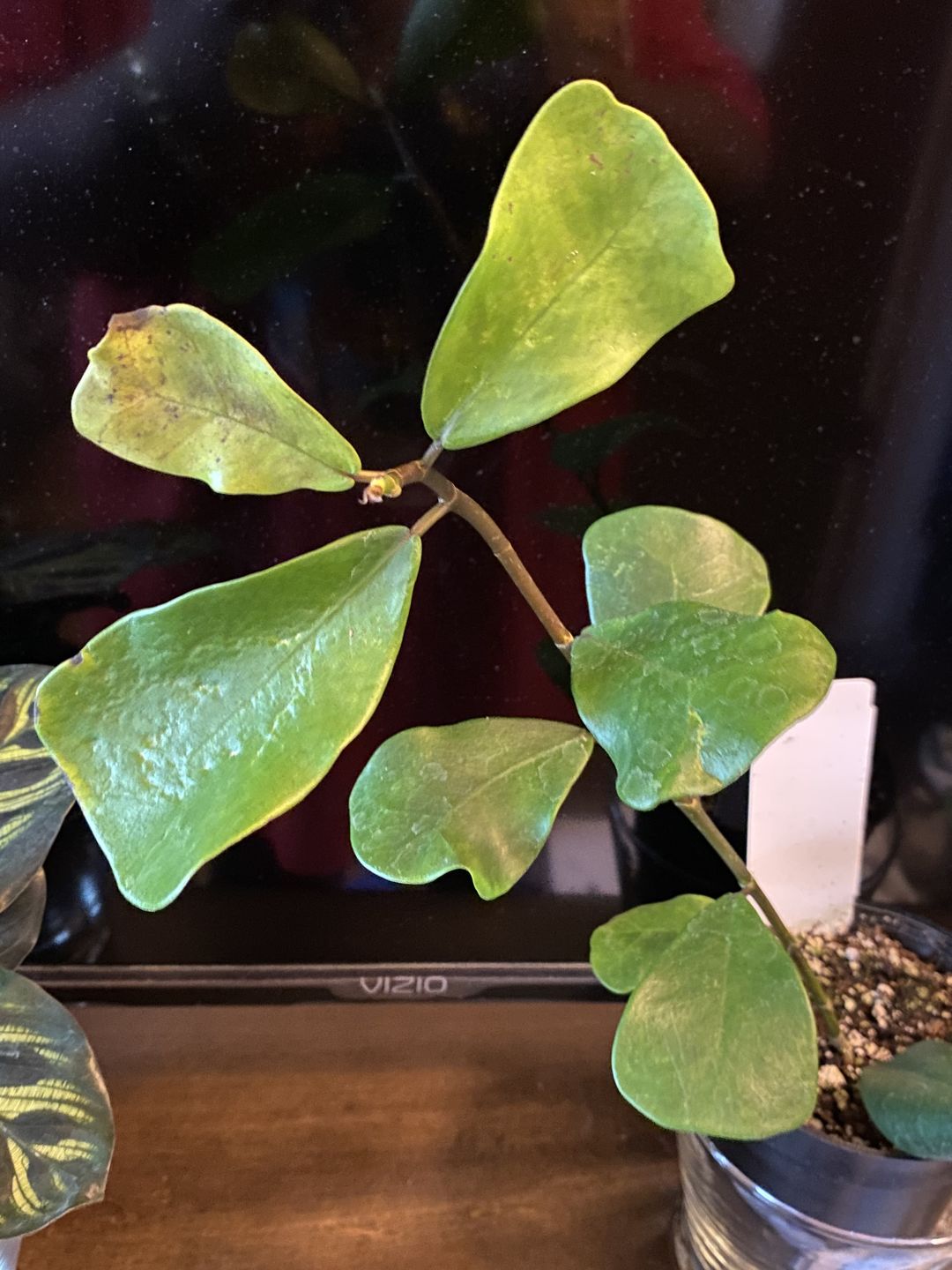 Customer photo review of 4" Ficus triangularis