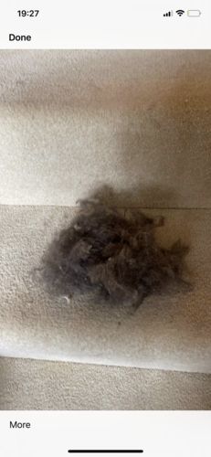 Customer photo review of Lint Swept™ Lint Roller Shaver