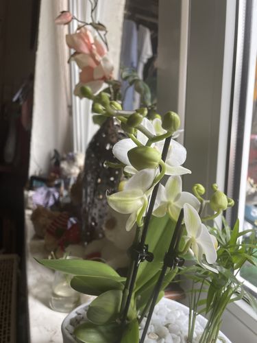 Customer photo review of Table Dance - Coco mit weißen Blüten und 3+ Stielen