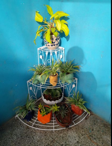 Customer photo review of 3 Tier Plant Stand Floral Corner Shelf Metal Flower Pot