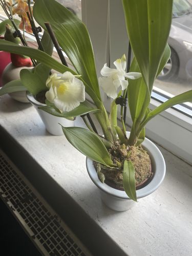 Customer photo review of Cochleanthes mit 1-2 blauen Blüten