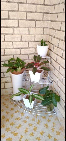 Customer photo review of 3 Tier Plant Stand Floral Corner Shelf Metal Flower Pot