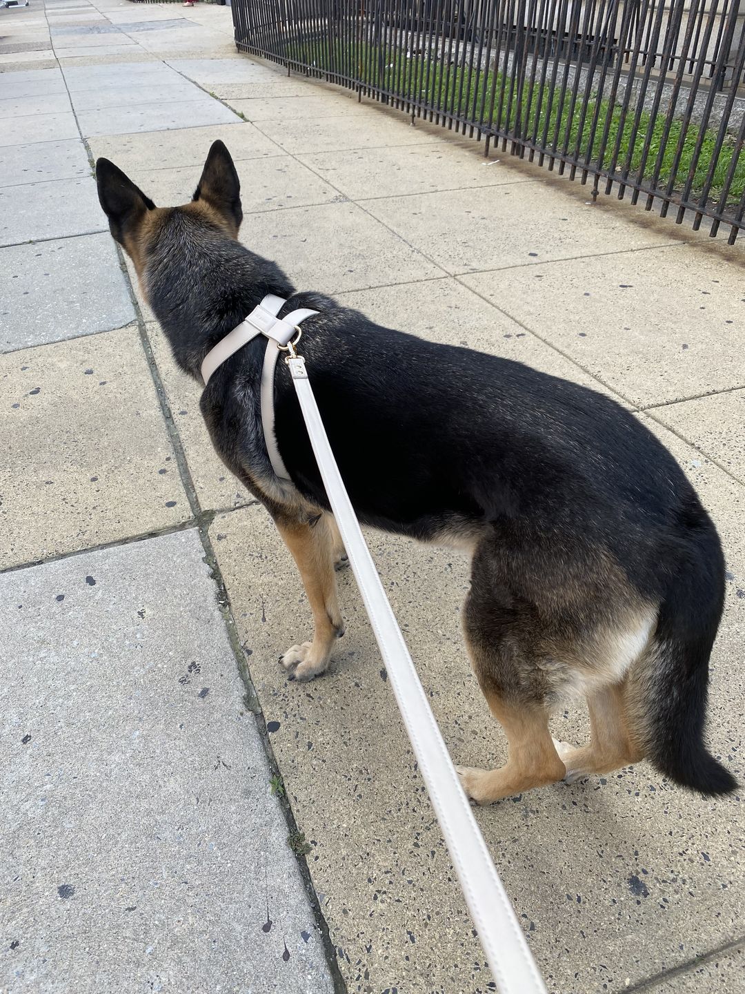 Customer photo review of HARNESS - Taupe