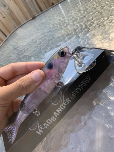 Customer photo review of Headbanger Spitfire 6.5"