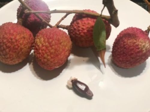 Customer photo review of 「6.4配送-限量预售」 Fresh Lychee 新鲜糯米糍荔枝 (1.4-1.6磅/LB)