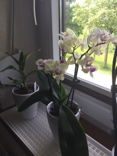 Customer photo review of Table Dance - Sunny mit gelben Blüten und 3+ Blütenrispen