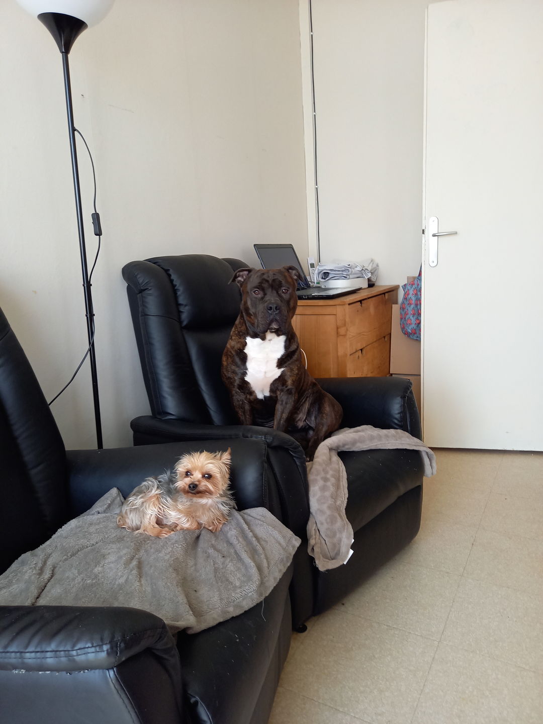 Customer photo review of Peigne de Toilettage Professionnel PuppySafe™