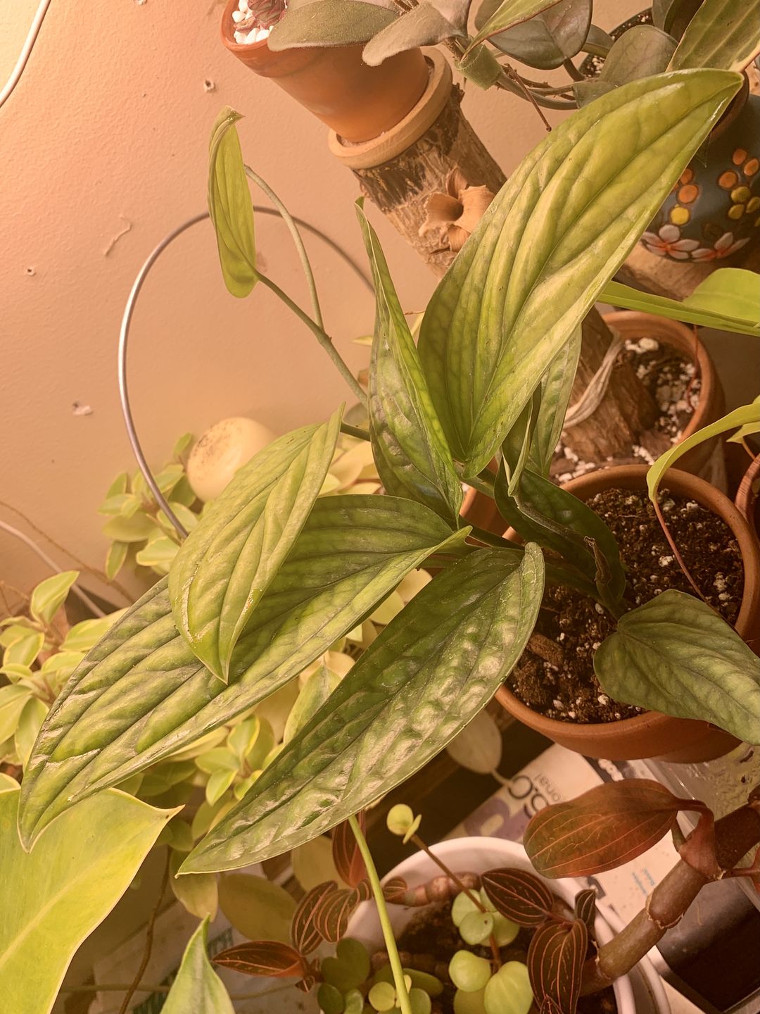 Customer photo review of 3" Monstera Peru