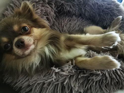 Customer photo review of Puppery Kuschelbett - Das Original