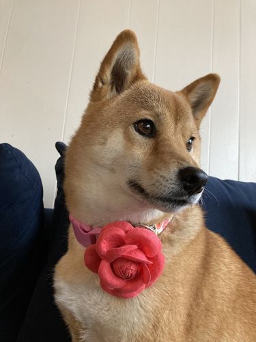 Customer photo review of Rifle paper co Dog collar with Flower - wonderland