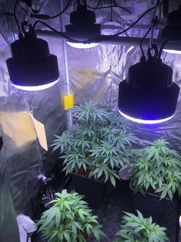 Customer photo review of PhatSlim 1XL Dimmable LED Grow Light (gen6) 104w 3500k
