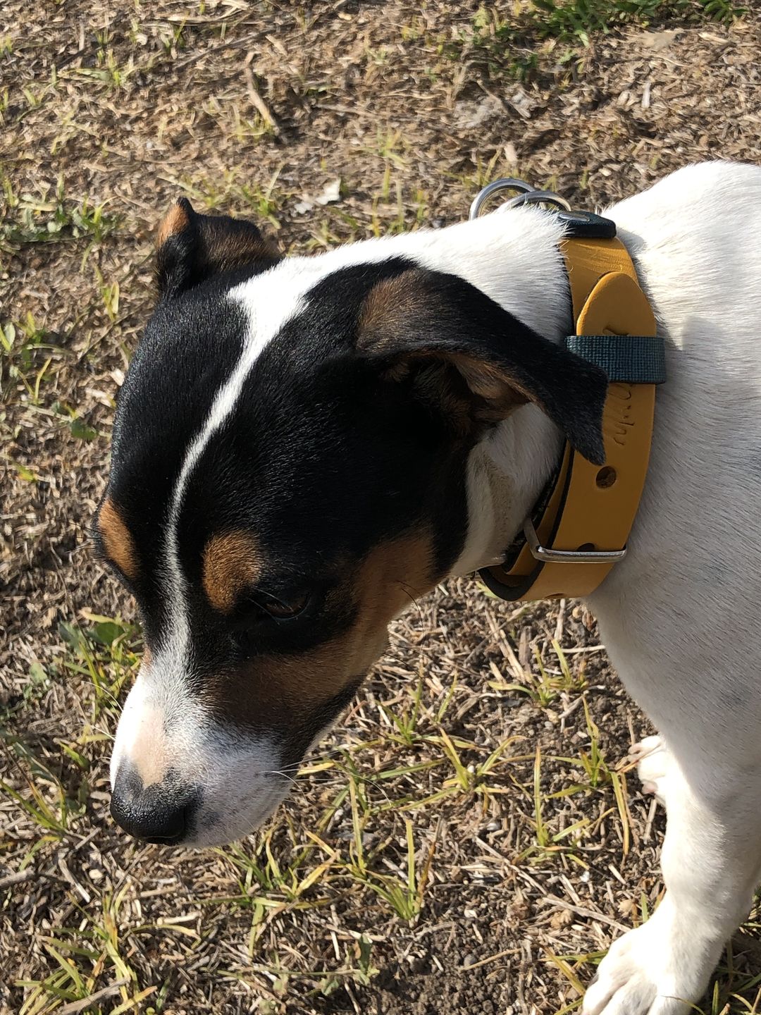 Customer photo review of Collar Duke Amarillo/Jeans