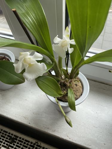 Customer photo review of Duftende Cochleanthes mit schneeweißen Blüten