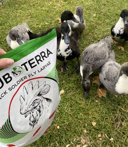 Customer photo review of GrubTerra Dried Larvae