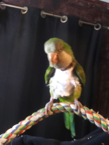 Customer photo review of VitaBird Bird Vitamins Dietary Supplement by Natrapet