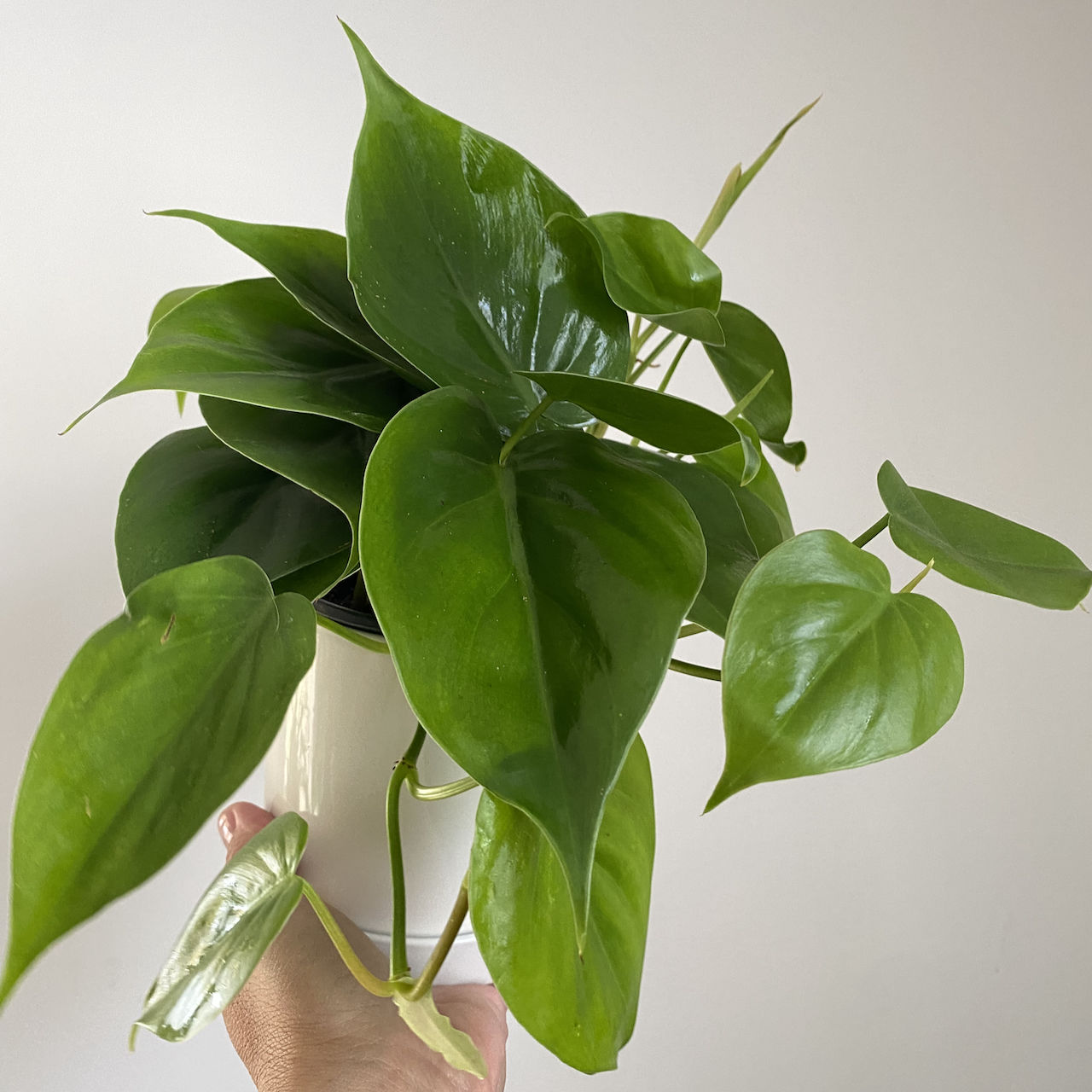 Customer photo review of 4" Philodendron hederaceum Green
