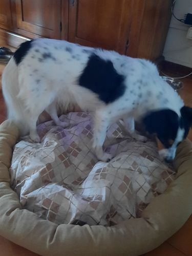 Customer photo review of Cuccia estiva di Super Cucciolo®