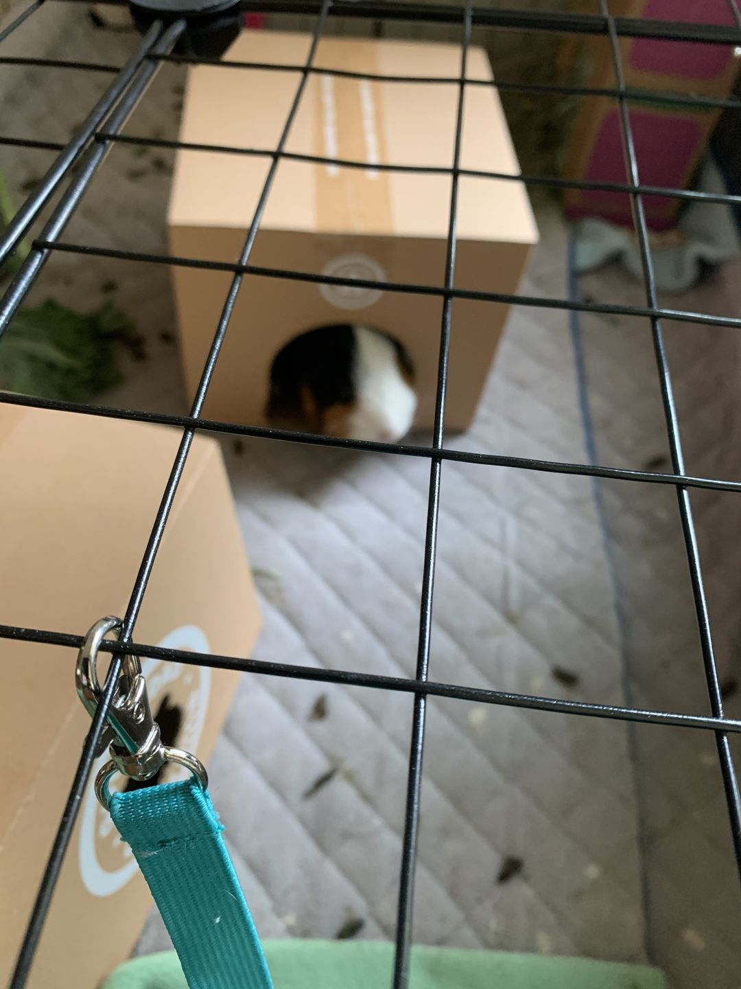 Customer photo review of GuineaDad Nourish Series - Orchard Hay (3 Pack)