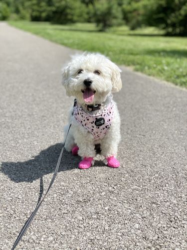 Customer photo review of WagWellies® Mojave