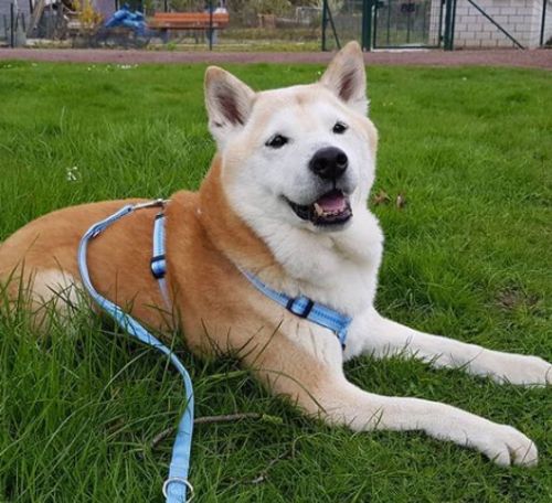 Customer photo review of PREMIUM Hundeleine 3 Meter verstellbar mit Kennfäden gepolstert