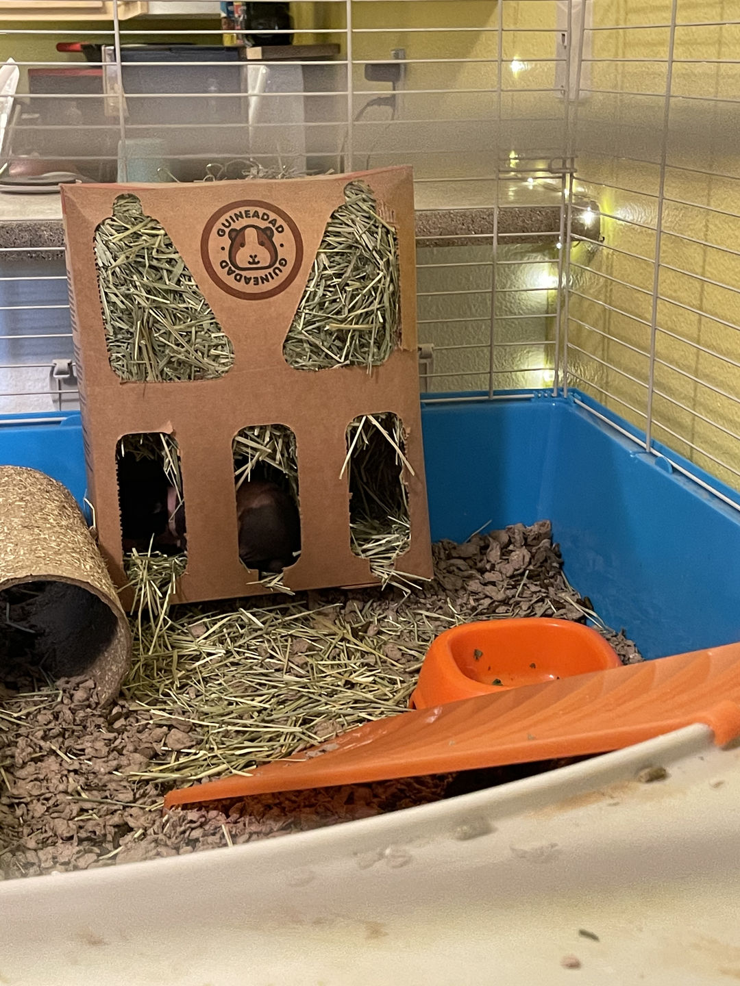 Customer photo review of GuineaDad Nourish Series - Orchard Hay (3 Pack)