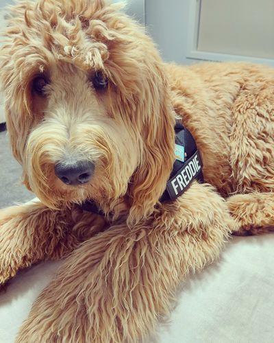 Customer photo review of Custom Name Patch For Dog Harness