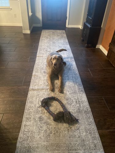 Customer photo review of Distressed Vintage Chilaz Grey Runner Rug