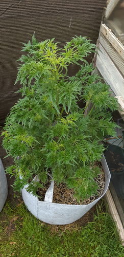 Customer photo review of Sohum Soil Organic Living Soil Just Add Water 1.5 cu ft