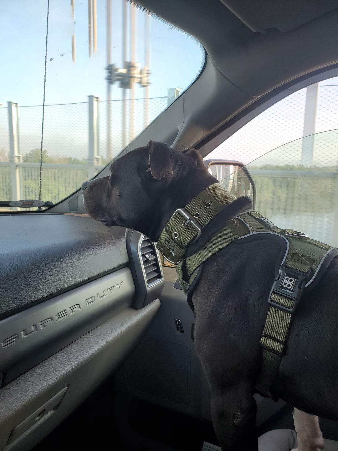 Customer photo review of 5cm Nylon Dog Collar - Khaki v2.0