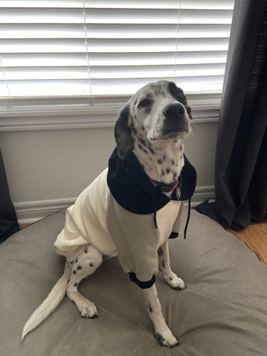 Customer photo review of Color Block Dog Hoodie - Black, Olive & Cream
