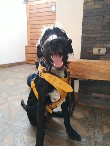 Customer photo review of Collar Duke Amarillo/Jeans