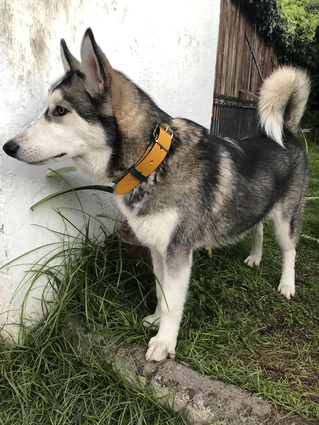 Customer photo review of Collar Duke Amarillo/Jeans