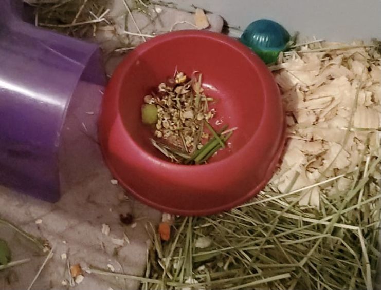 Customer photo review of GuineaDad Nourish Series - Herbal Supplement