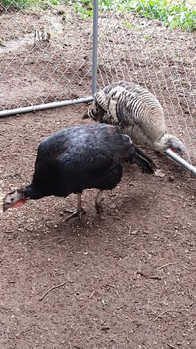 Customer photo review of GrubTerra Dried Larvae