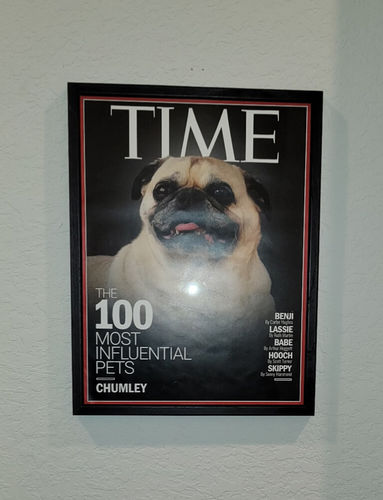 Customer photo review of Posing Pig Custom Print