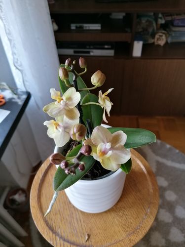 Customer photo review of Duftorchidee Lime mit gelben Blüten und 2 Stielen