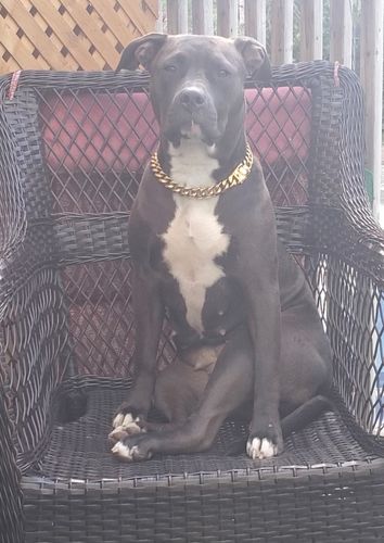 Customer photo review of Cuban Link 20mm Dog Gold Chain Collar