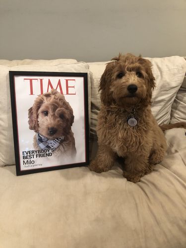 Customer photo review of Posing Pig Custom Print