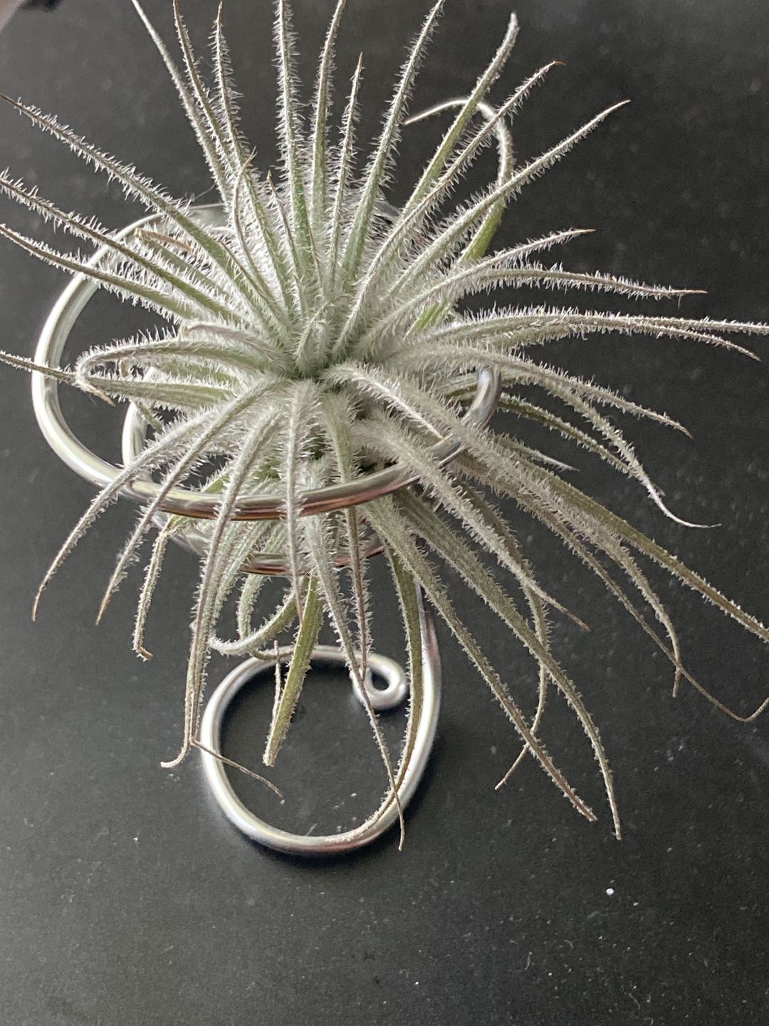 Customer photo review of Tectorum Ecuador  (AKA Snowball)