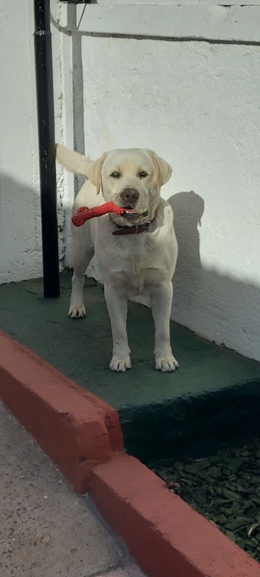 Customer photo review of Collar Duke Whisky/Negro