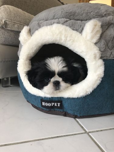 Customer photo review of Panier Coussin Réversible Pour Chat - Hoopet