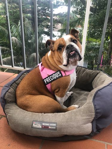 Customer photo review of DF Co. Pink Dog Harness