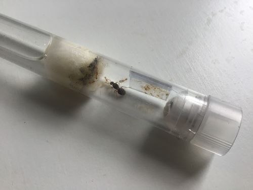 Customer photo review of AntKit Water Feeder