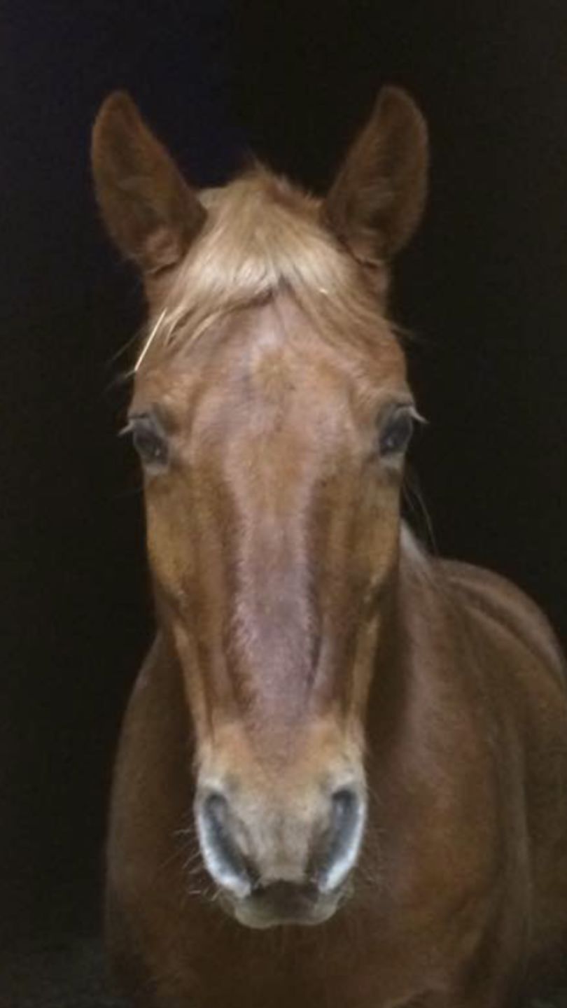 Customer photo review of Personalized Horse portrait
